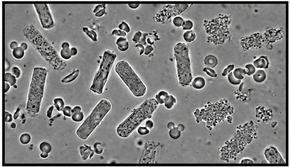 Question 3 image